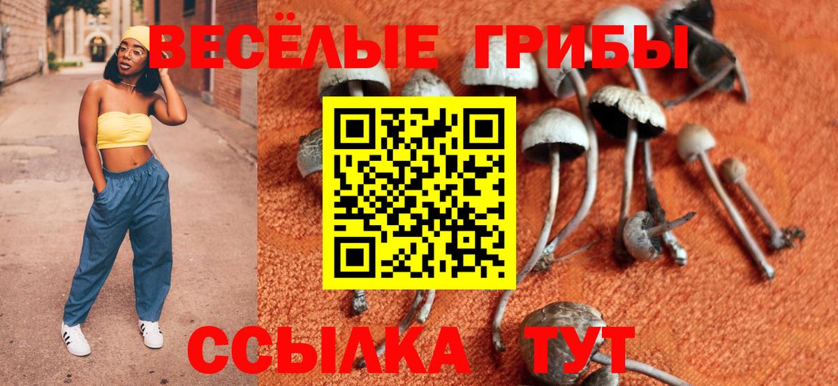 Камень-на-Оби  Галлюциногенные грибы Psilocybe  Вход с VPN 